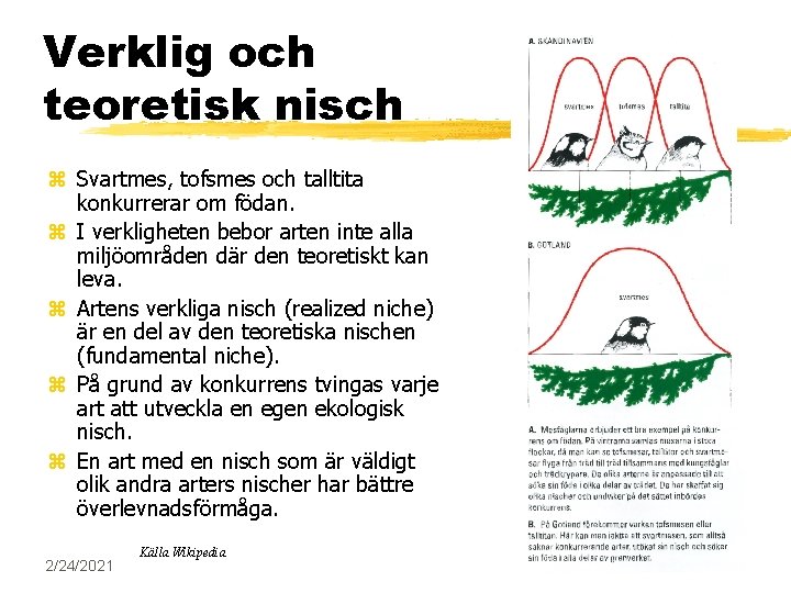 Verklig och teoretisk nisch z Svartmes, tofsmes och talltita konkurrerar om födan. z I