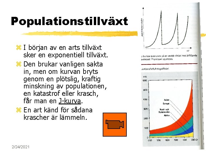 Populationstillväxt z I början av en arts tillväxt sker en exponentiell tillväxt. z Den