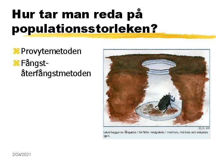 Hur tar man reda på populationsstorleken? z Provytemetoden z Fångståterfångstmetoden 2/24/2021 Hur tar man reda på populationsstorleken? z Provytemetoden z Fångståterfångstmetoden 2/24/2021