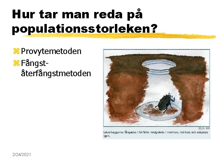 Hur tar man reda på populationsstorleken? z Provytemetoden z Fångståterfångstmetoden 2/24/2021 