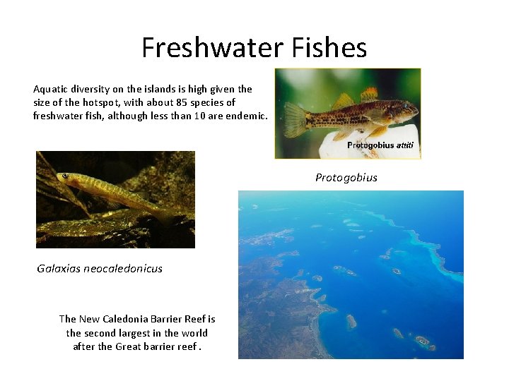 Freshwater Fishes Aquatic diversity on the islands is high given the size of the