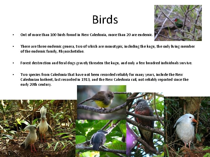 Birds • Out of more than 100 birds found in New Caledonia, more than