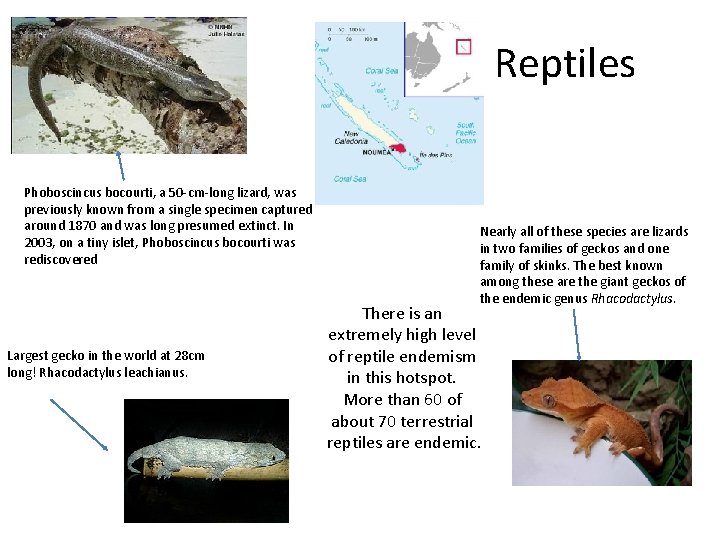 Reptiles Phoboscincus bocourti, a 50 -cm-long lizard, was previously known from a single specimen