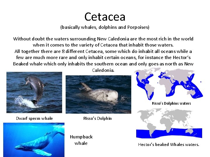 Cetacea (basically whales, dolphins and Porpoises) Without doubt the waters surrounding New Caledonia are