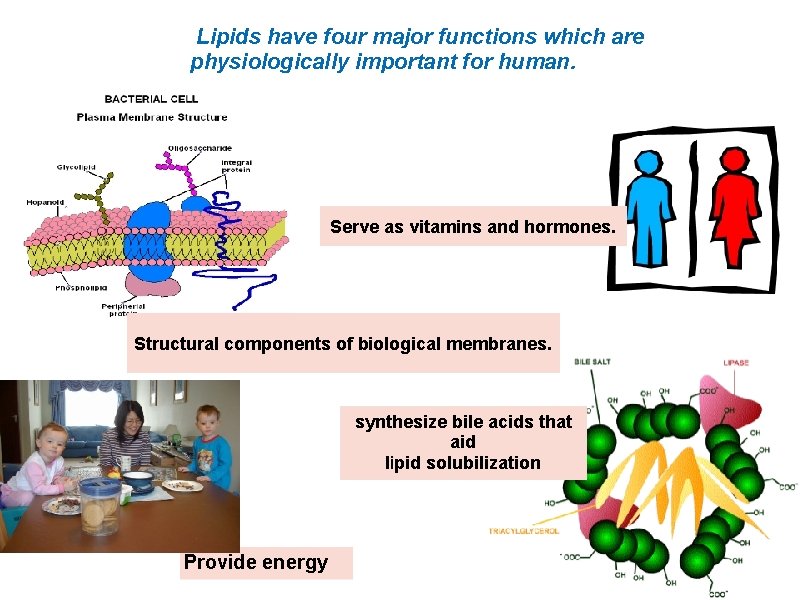 Lipids have four major functions which are physiologically important for human. Serve as vitamins
