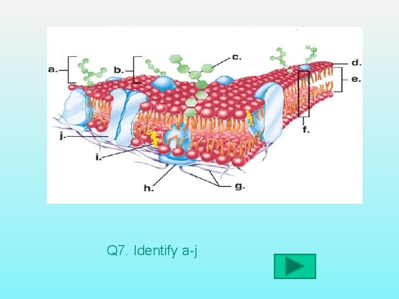 Q 7. Identify a-j 