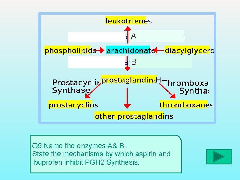 A B Q 9. Name the enzymes A& B. State the mechanisms by which