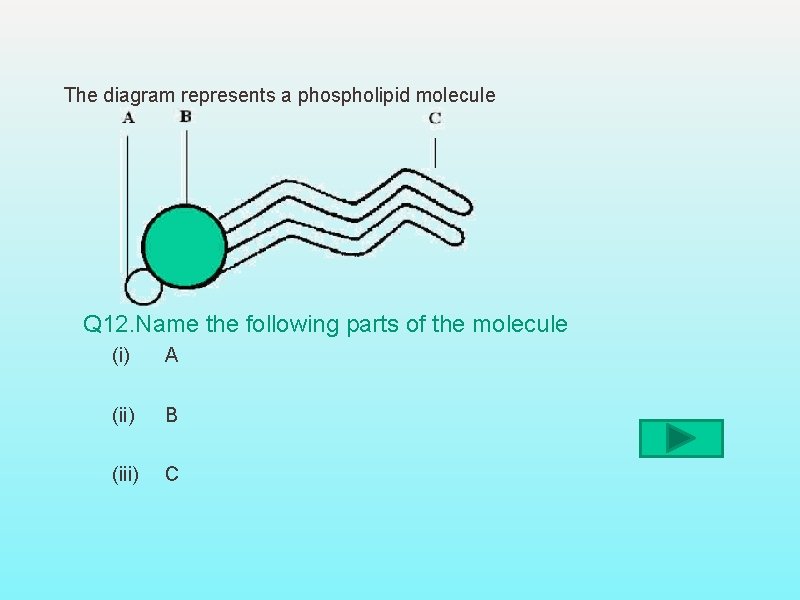 The diagram represents a phospholipid molecule Q 12. Name the following parts of the