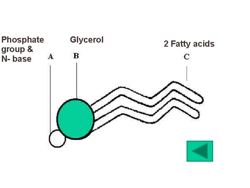 Phosphate group & N- base Glycerol 2 Fatty acids 