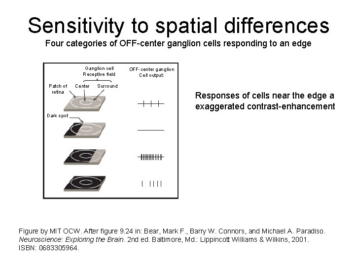 Sensitivity to spatial differences Four categories of OFF-center ganglion cells responding to an edge