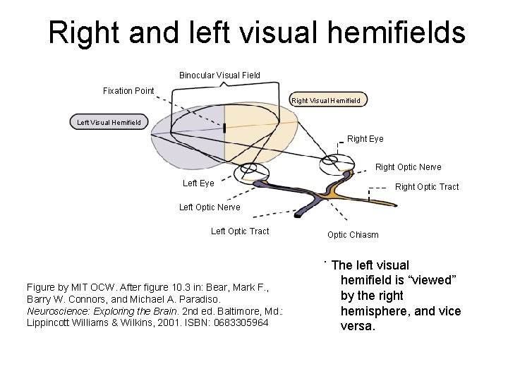 Right and left visual hemifields Binocular Visual Field Fixation Point Right Visual Hemifield Left