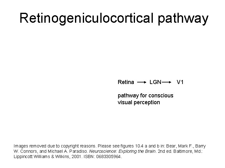 Retinogeniculocortical pathway Retina LGN V 1 pathway for conscious visual perception Images removed due