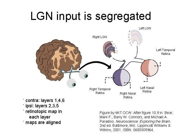 LGN input is segregated Left LGN Right LGN Left Temporal Retina Right Temporal Retina