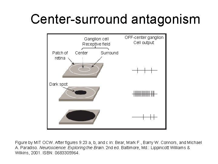 Center-surround antagonism Ganglion cell Receptive field Patch of retina Center OFF-center ganglion Cell output: