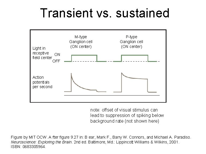 Transient vs. sustained Light in receptive ON field center OFF M-type Ganglion cell (ON