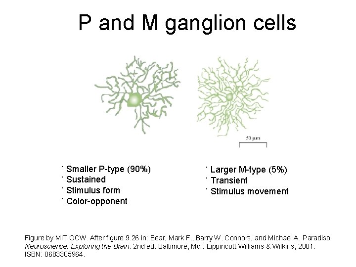 P and M ganglion cells ˙ Smaller P-type (90%) ˙ Sustained ˙ Stimulus form