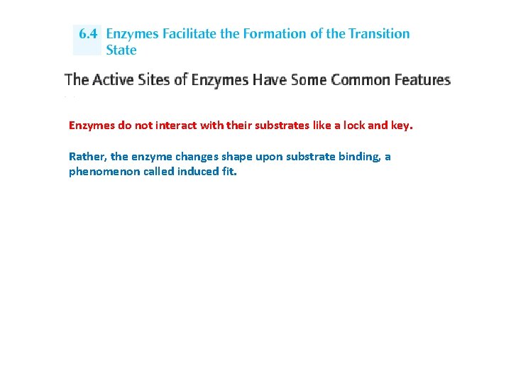 Enzymes do not interact with their substrates like a lock and key. Rather, the