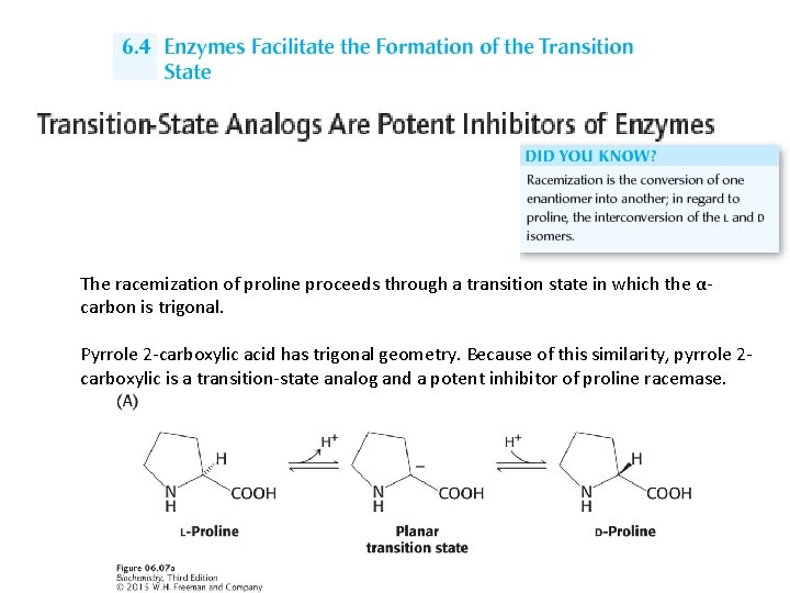 The racemization of proline proceeds through a transition state in which the αcarbon is