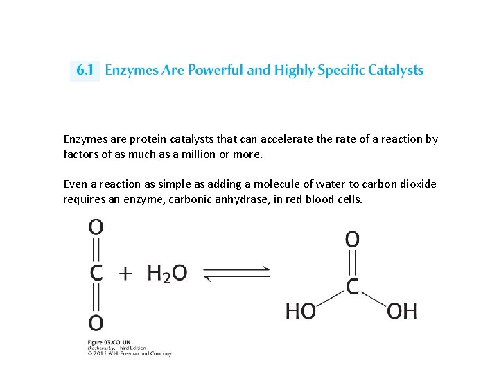 Enzymes are protein catalysts that can accelerate the rate of a reaction by factors