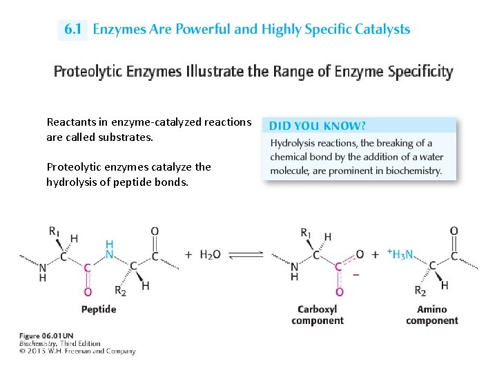 Reactants in enzyme-catalyzed reactions are called substrates. Proteolytic enzymes catalyze the hydrolysis of peptide