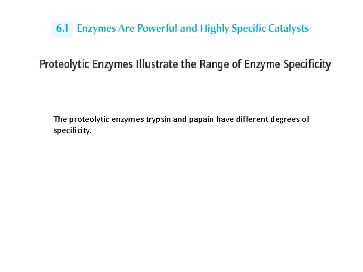 The proteolytic enzymes trypsin and papain have different degrees of specificity. 