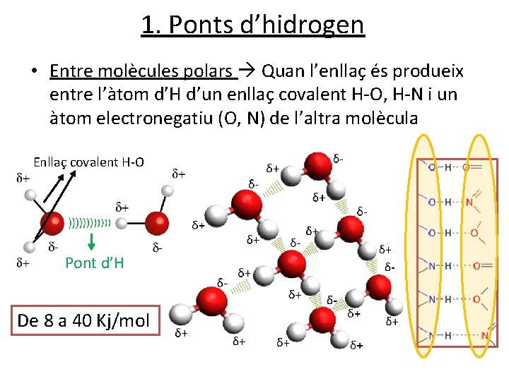 1. Ponts d’hidrogen • Entre molècules polars Quan l’enllaç és produeix entre l’àtom d’H