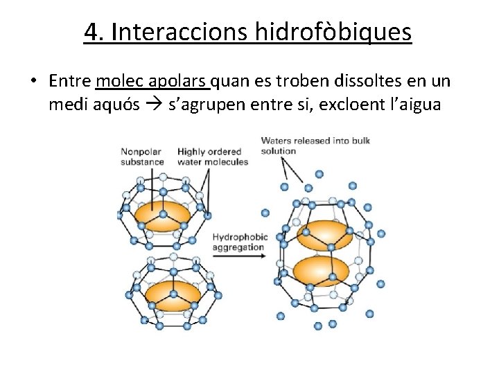 4. Interaccions hidrofòbiques • Entre molec apolars quan es troben dissoltes en un medi