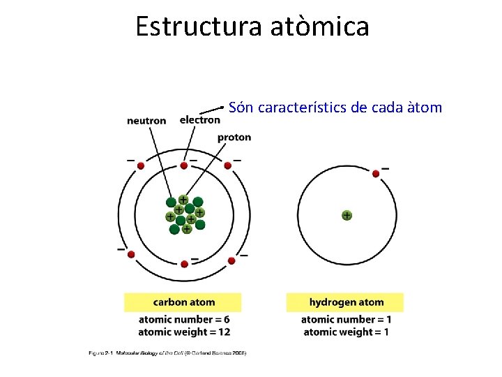 Estructura atòmica Són característics de cada àtom 