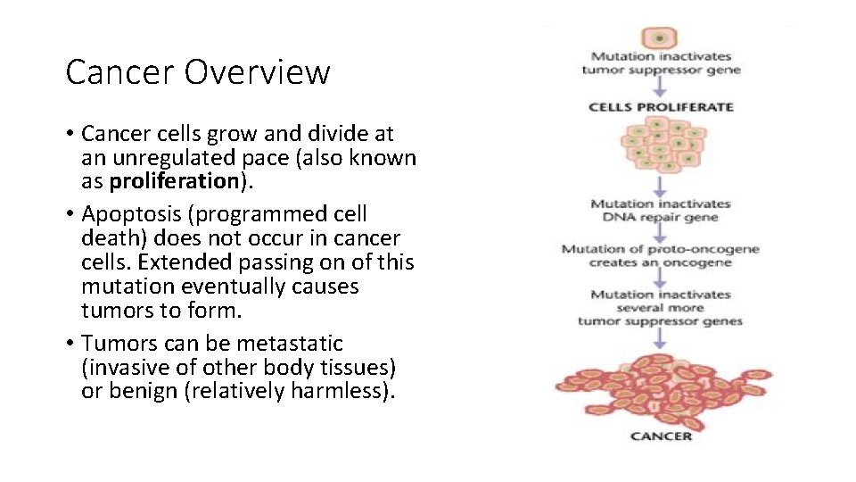 Cancer Overview • Cancer cells grow and divide at an unregulated pace (also known