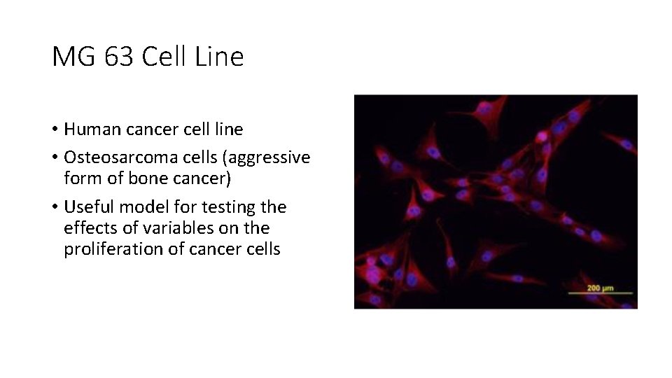 MG 63 Cell Line • Human cancer cell line • Osteosarcoma cells (aggressive form