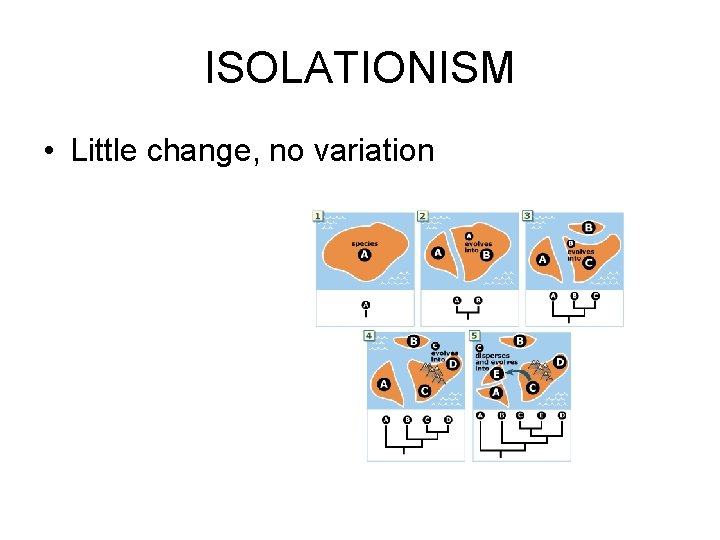 ISOLATIONISM • Little change, no variation 