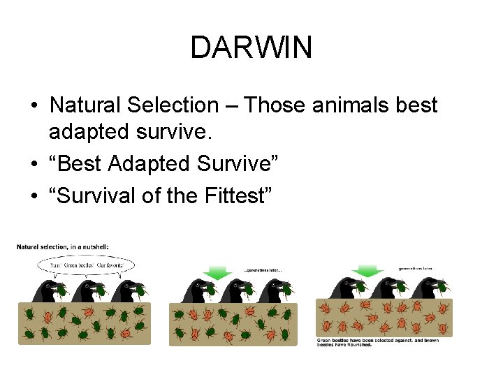 DARWIN • Natural Selection – Those animals best adapted survive. • “Best Adapted Survive”