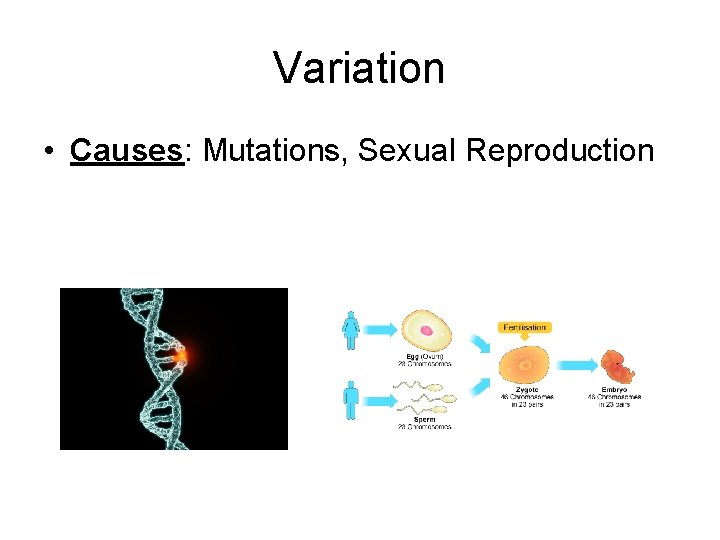 Variation • Causes: Mutations, Sexual Reproduction 