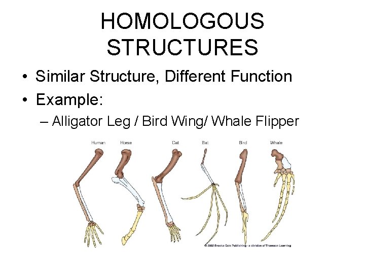 HOMOLOGOUS STRUCTURES • Similar Structure, Different Function • Example: – Alligator Leg / Bird