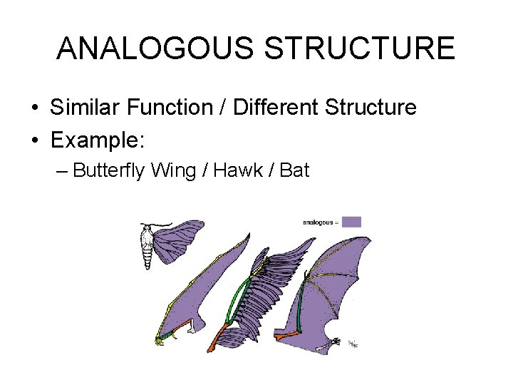 ANALOGOUS STRUCTURE • Similar Function / Different Structure • Example: – Butterfly Wing /