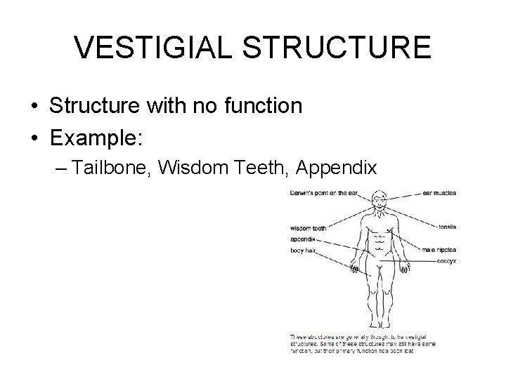 VESTIGIAL STRUCTURE • Structure with no function • Example: – Tailbone, Wisdom Teeth, Appendix