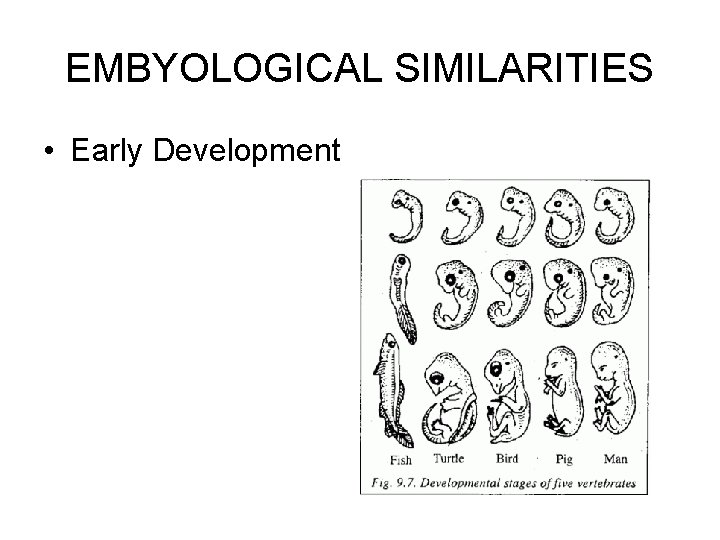 EMBYOLOGICAL SIMILARITIES • Early Development 