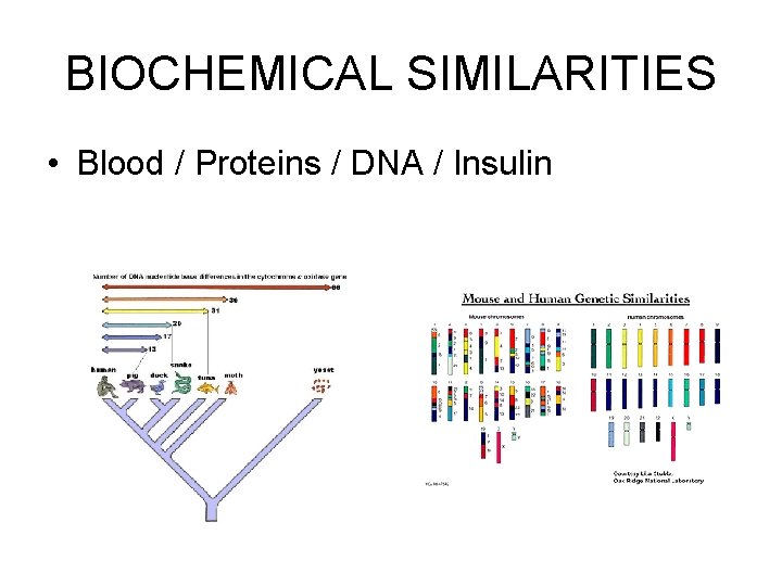 BIOCHEMICAL SIMILARITIES • Blood / Proteins / DNA / Insulin 