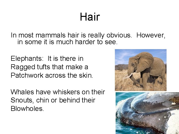 Hair In most mammals hair is really obvious. However, in some it is much