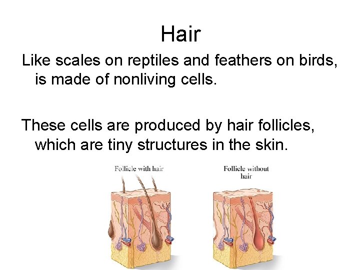 Hair Like scales on reptiles and feathers on birds, is made of nonliving cells.