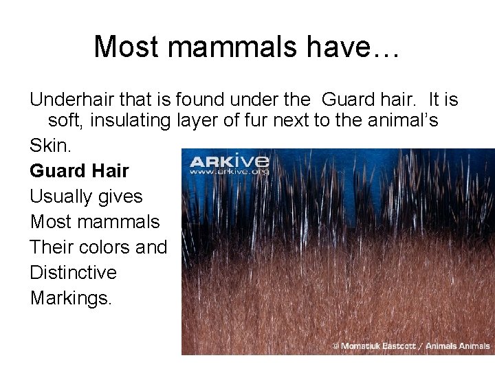 Most mammals have… Underhair that is found under the Guard hair. It is soft,