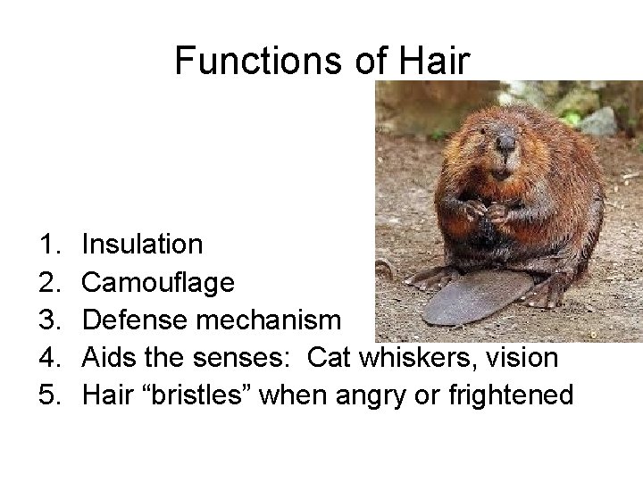 Functions of Hair 1. 2. 3. 4. 5. Insulation Camouflage Defense mechanism Aids the