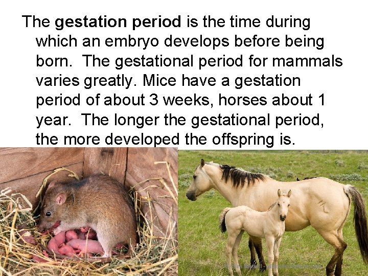 The gestation period is the time during which an embryo develops before being born.