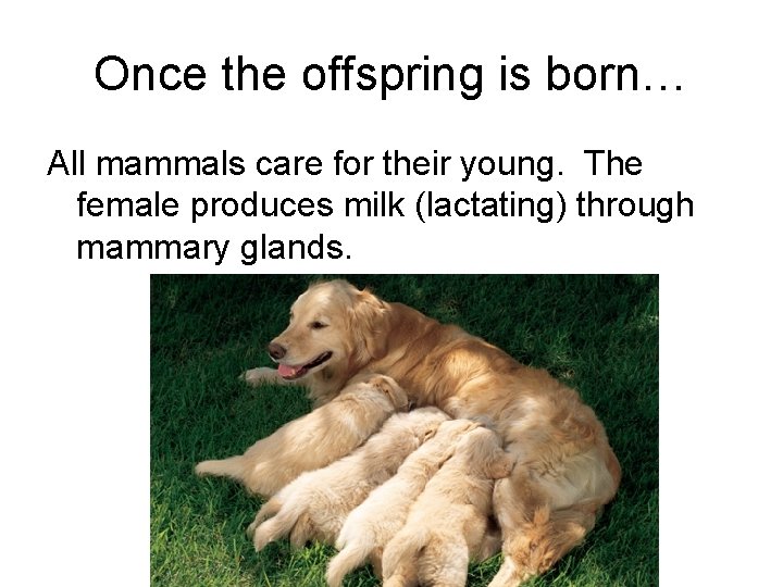 Once the offspring is born… All mammals care for their young. The female produces