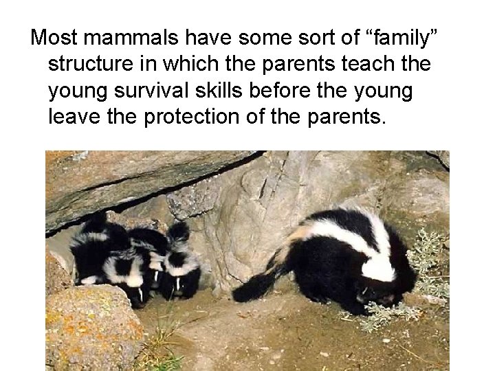 Most mammals have some sort of “family” structure in which the parents teach the
