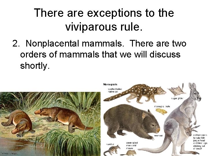 There are exceptions to the viviparous rule. 2. Nonplacental mammals. There are two orders