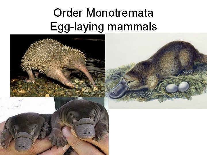 Order Monotremata Egg-laying mammals 