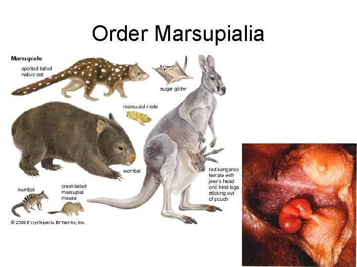 Order Marsupialia 