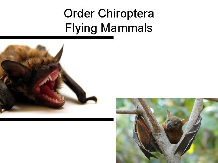 Order Chiroptera Flying Mammals 