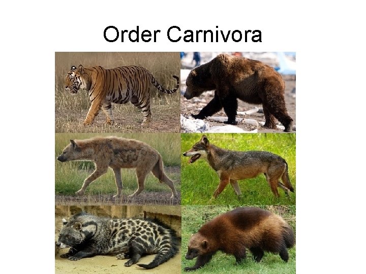 Order Carnivora 